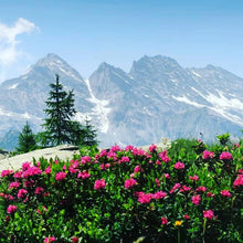 Load image into Gallery viewer, Italian Rhododendron Honey