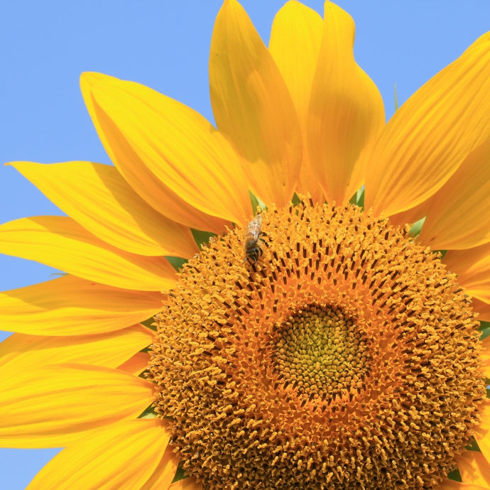 Plant These 10 Stunning Flowers Pollinators Love