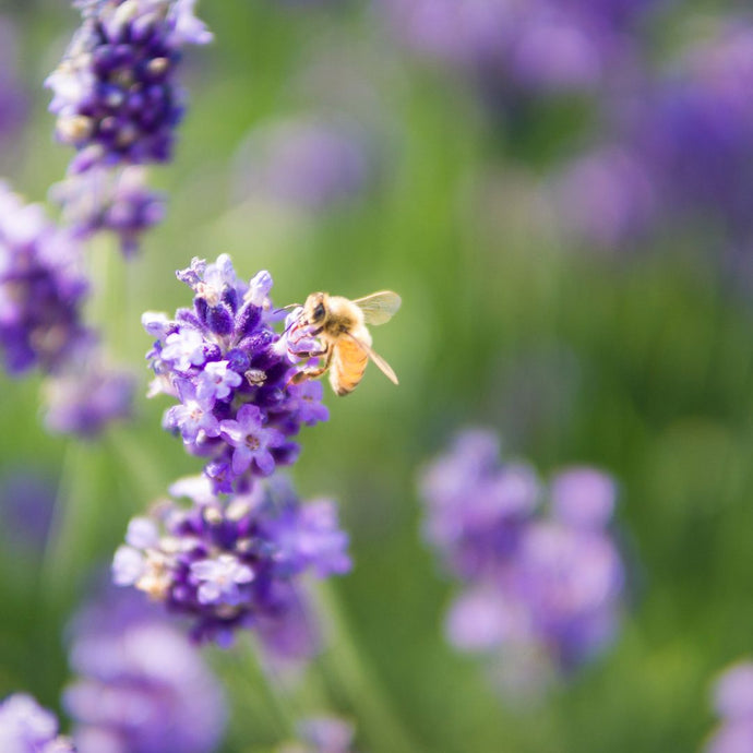 How To Make Your Garden Bee-friendly
