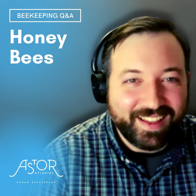 Beekeeping Q&A: Honey Bees