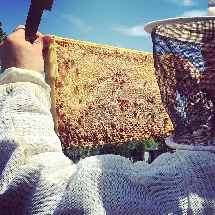 Hobby Farms - Astor Apiaries: Leading The Urban Beekeeping Movement
