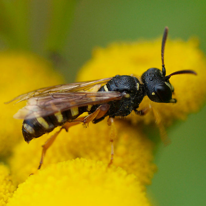 Buzz Off, Wasp! 20 Wasp Species Mistaken for Bees