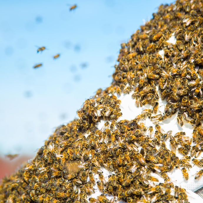 It's Swarm Season, But Don't Be Alarmed