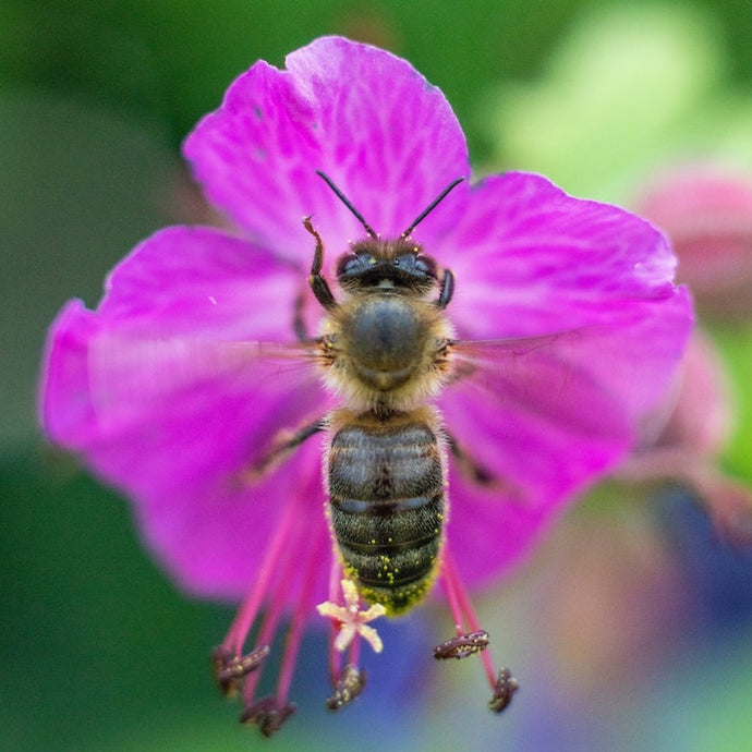 Bee Parts: What do Bees Use Their Antennae For?