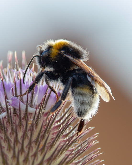 6 Ways to Support Local Pollinators