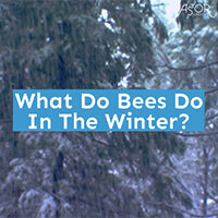 What Do Bees Do In The Winter?