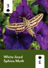 Load image into Gallery viewer, Pollinators of North America - Deck: 52 Playing Cards