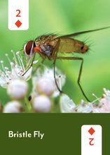 Load image into Gallery viewer, Pollinators of North America - Deck: 52 Playing Cards