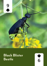 Load image into Gallery viewer, Pollinators of North America - Deck: 52 Playing Cards