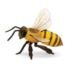 Load image into Gallery viewer, Honey Bee Model