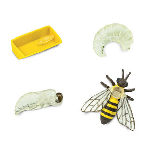 Life Cycle of A Honey Bee Models