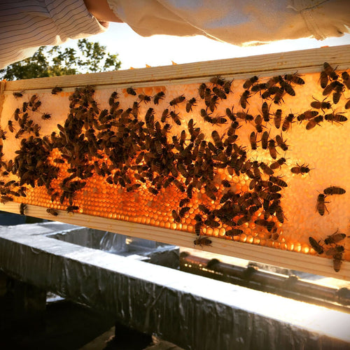 Beginners Beekeeping Course (4 classes)
