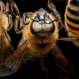Photography for Beekeepers & Naturalists