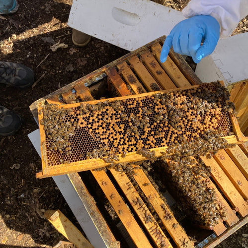 Hive Health Workshop: Getting Prepared for Pests & Disease