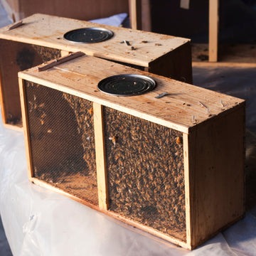 All About Package Bees