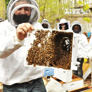 Meet the Bees Hive Tour at the Compost Collective